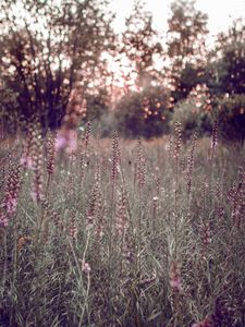 Preview wallpaper grass, flowers, field, glare, bokeh, glade