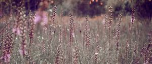 Preview wallpaper grass, flowers, field, glare, bokeh, glade