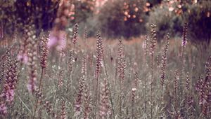 Preview wallpaper grass, flowers, field, glare, bokeh, glade