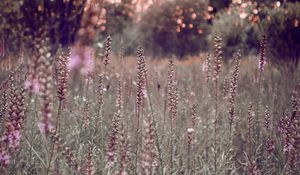 Preview wallpaper grass, flowers, field, glare, bokeh, glade