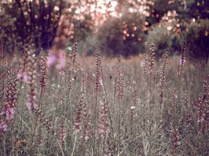 Preview wallpaper grass, flowers, field, glare, bokeh, glade