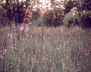 Preview wallpaper grass, flowers, field, glare, bokeh, glade