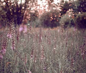 Preview wallpaper grass, flowers, field, glare, bokeh, glade