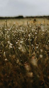 Preview wallpaper grass, flowers, field, plants