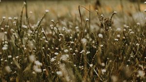 Preview wallpaper grass, flowers, field, plants