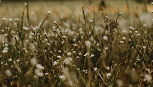 Preview wallpaper grass, flowers, field, plants