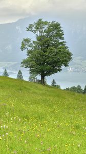 Preview wallpaper grass, flowers, field, tree, slope