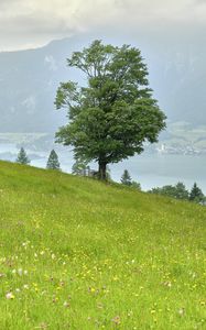 Preview wallpaper grass, flowers, field, tree, slope