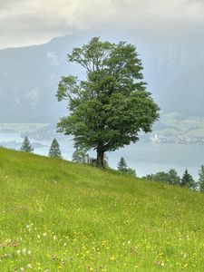 Preview wallpaper grass, flowers, field, tree, slope