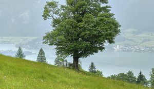 Preview wallpaper grass, flowers, field, tree, slope