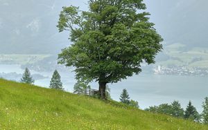 Preview wallpaper grass, flowers, field, tree, slope