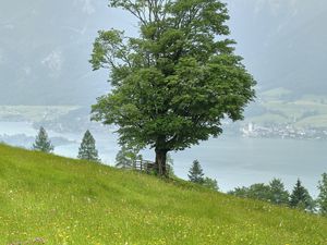 Preview wallpaper grass, flowers, field, tree, slope