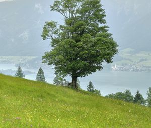 Preview wallpaper grass, flowers, field, tree, slope