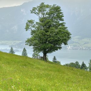 Preview wallpaper grass, flowers, field, tree, slope