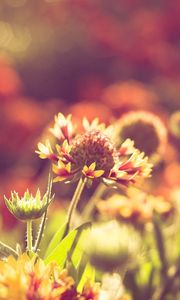 Preview wallpaper grass, flowers, field, light, sun