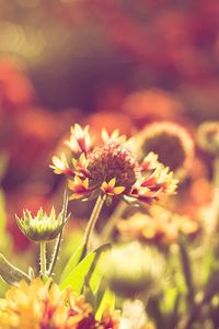 Preview wallpaper grass, flowers, field, light, sun