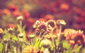 Preview wallpaper grass, flowers, field, light, sun