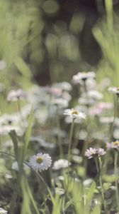 Preview wallpaper grass, flowers, field, small