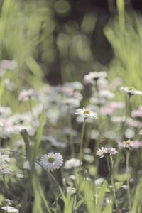 Preview wallpaper grass, flowers, field, small