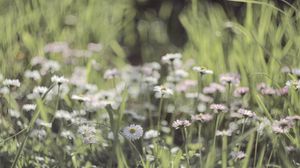 Preview wallpaper grass, flowers, field, small