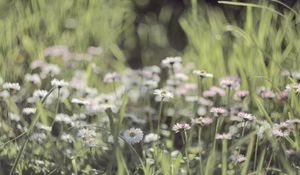 Preview wallpaper grass, flowers, field, small