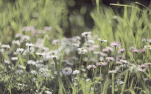 Preview wallpaper grass, flowers, field, small