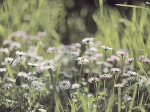 Preview wallpaper grass, flowers, field, small