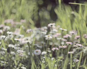 Preview wallpaper grass, flowers, field, small