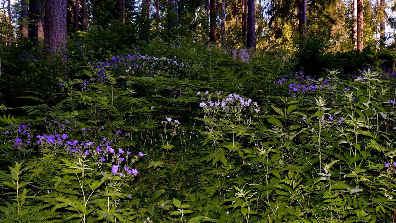 Wallpaper grass, flowers, forest, shade