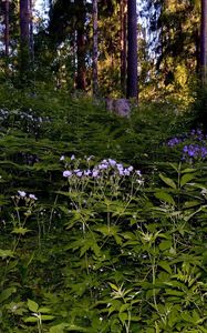 Preview wallpaper grass, flowers, forest, shade