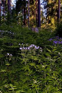 Preview wallpaper grass, flowers, forest, shade