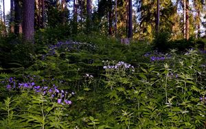 Preview wallpaper grass, flowers, forest, shade