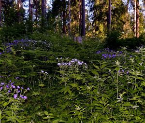 Preview wallpaper grass, flowers, forest, shade