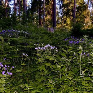 Preview wallpaper grass, flowers, forest, shade