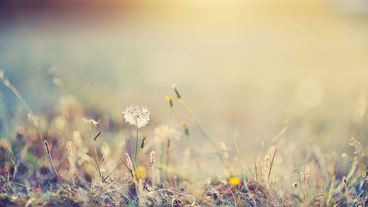 Wallpaper grass, flowers, glare, bright