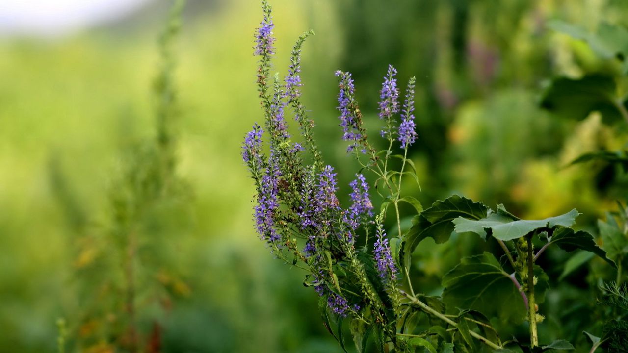 Wallpaper grass, flowers, green, blur, background