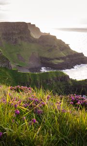 Preview wallpaper grass, flowers, island, cliff, sea