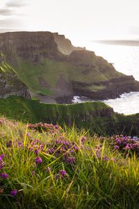 Preview wallpaper grass, flowers, island, cliff, sea