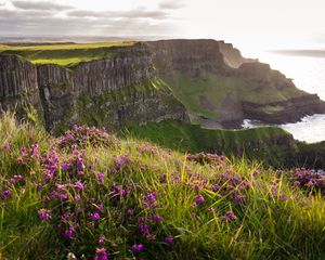 Preview wallpaper grass, flowers, island, cliff, sea