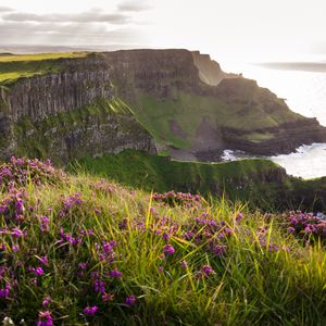 Preview wallpaper grass, flowers, island, cliff, sea