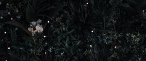 Preview wallpaper grass, flowers, leaves, aerial view