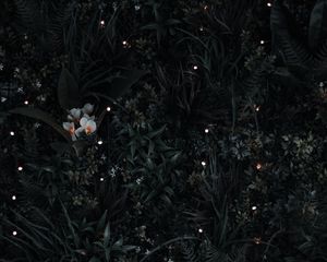 Preview wallpaper grass, flowers, leaves, aerial view