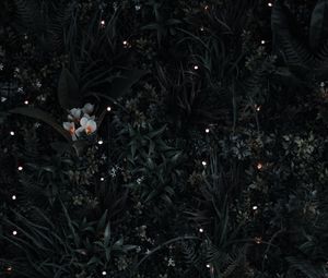 Preview wallpaper grass, flowers, leaves, aerial view