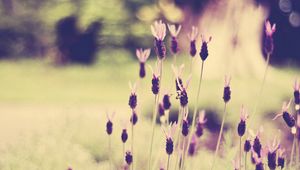 Preview wallpaper grass, flowers, meadow, light