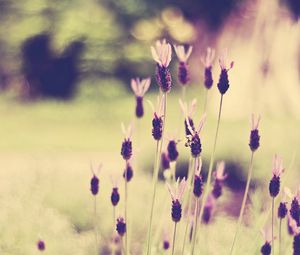 Preview wallpaper grass, flowers, meadow, light