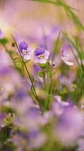 Preview wallpaper grass, flowers, nature, plants