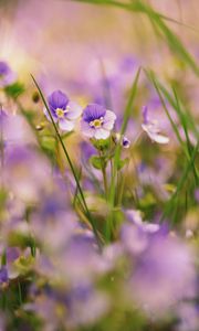 Preview wallpaper grass, flowers, nature, plants