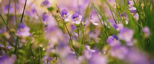 Preview wallpaper grass, flowers, nature, plants