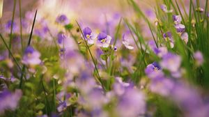 Preview wallpaper grass, flowers, nature, plants