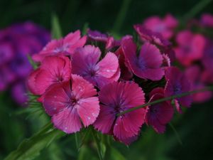 Preview wallpaper grass, flowers, painting, small